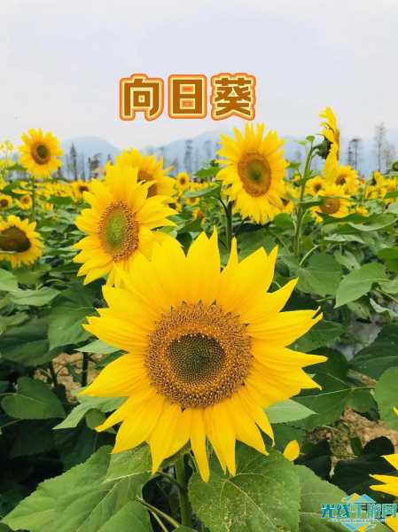 向日葵APP应用下载在线观看版下载_向日葵APP应用下载