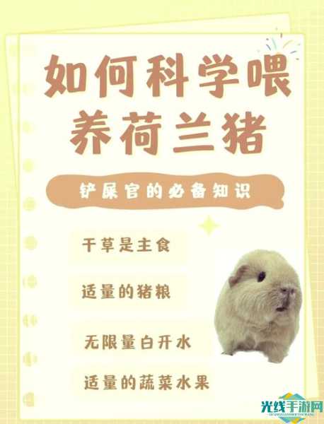 宠物荷兰猪其实是哪种动物-支付宝答题5月7日答案2025_荷兰的宠物